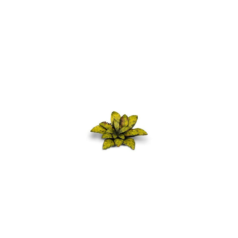 Gamers Grass - Laser Plants - Dumb Cane