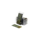 Gamers Grass - Laser Plants - Plantain Lily