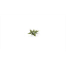 Gamers Grass - Laser Plants - Plantain Lily