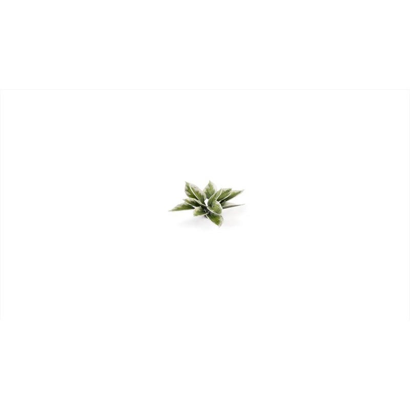 Gamers Grass - Laser Plants - Plantain Lily