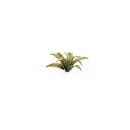 Gamers Grass - Laser Plants - Deer Fern